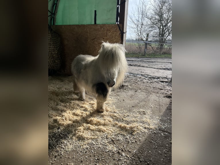 Mini pony Shetland Caballo castrado 7 años 80 cm Tordo rodado in Oberkrämer