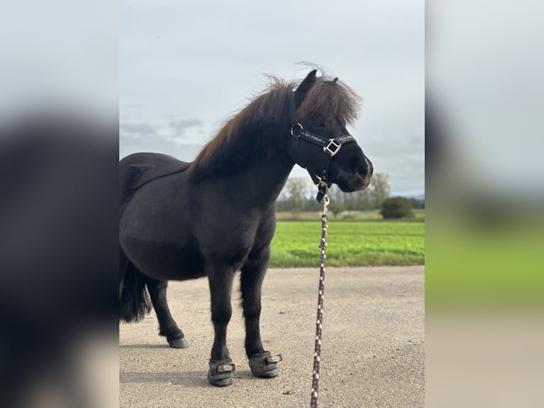 Mini pony Shetland Caballo castrado 7 años 83 cm Morcillo in Bürstadt