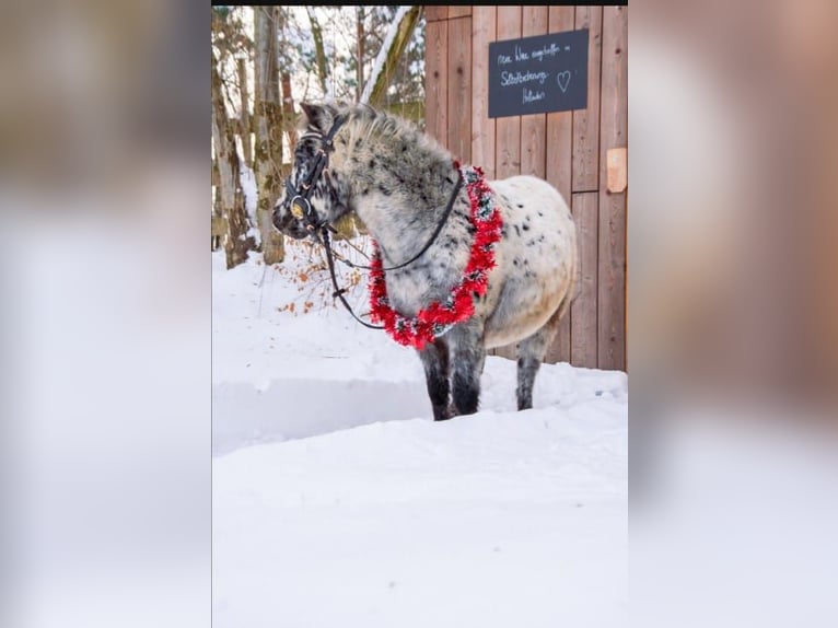 Mini pony Shetland Caballo castrado 7 años 95 cm Atigrado/Moteado in Freistadt