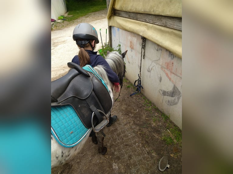 Mini pony Shetland Caballo castrado 7 años 95 cm Atigrado/Moteado in Freistadt