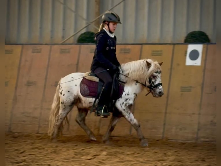 Mini pony Shetland Caballo castrado 7 años 95 cm Atigrado/Moteado in Neustadt (Wied)
