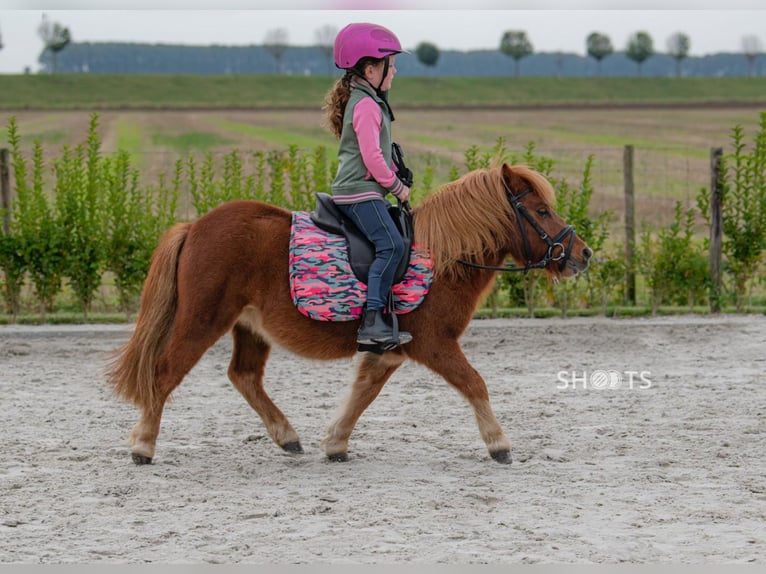 Mini pony Shetland Caballo castrado 7 años 95 cm in Gallzein