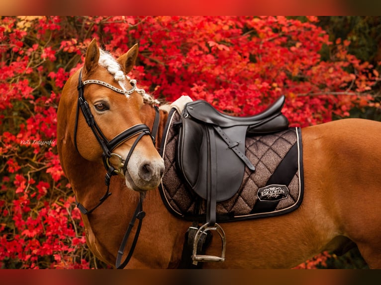 Mini pony Shetland Caballo castrado 8 años 84 cm Bayo in Mücheln (Geiseltal)