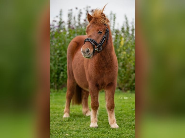 Mini pony Shetland Caballo castrado 8 años 95 cm in Gallzein