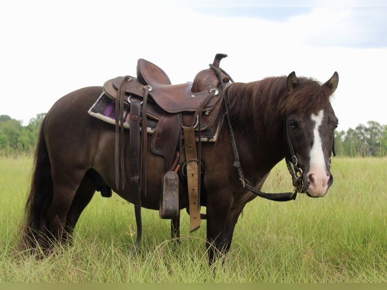 Mini pony Shetland Caballo castrado 8 años 99 cm Grullo in Roseland