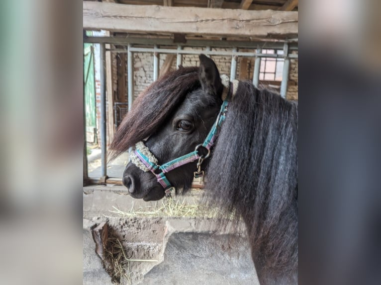 Mini pony Shetland Caballo castrado 9 años 85 cm Negro in Nienburg (Weser) Holtorf