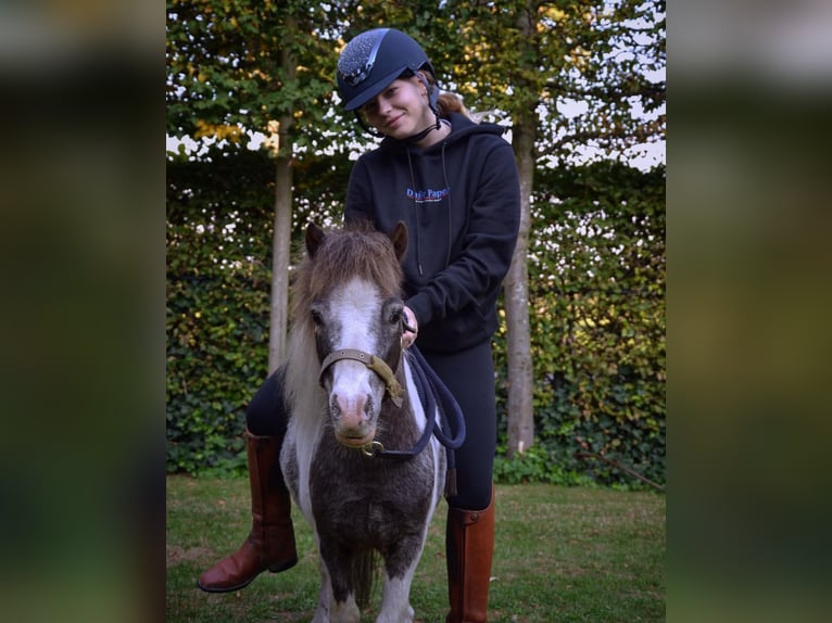 Mini pony Shetland Semental 10 años Alazán rojizo in Erp