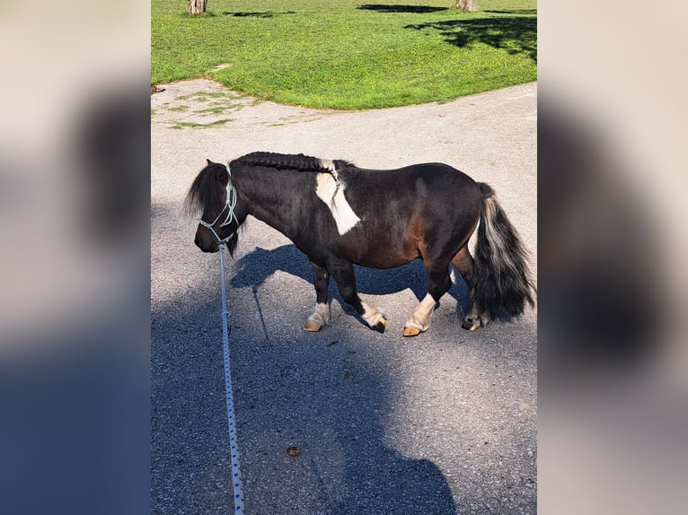 Mini pony Shetland Semental 11 años 80 cm Pío in Seitenstetten