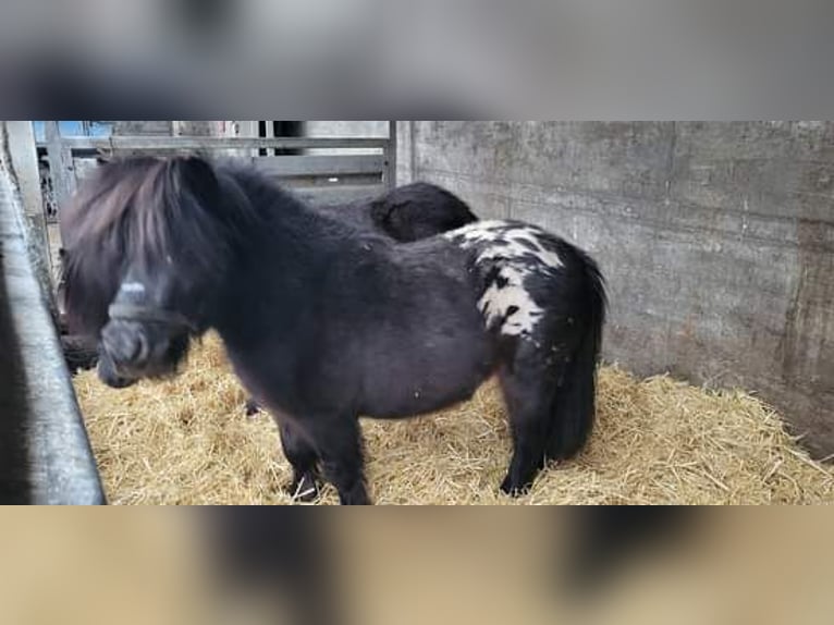 Mini pony Shetland Semental 11 años 86 cm Atigrado/Moteado in Behrenhoff