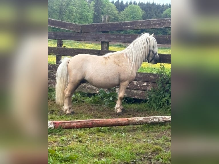 Mini pony Shetland Semental 11 años Palomino in Eberhardzell