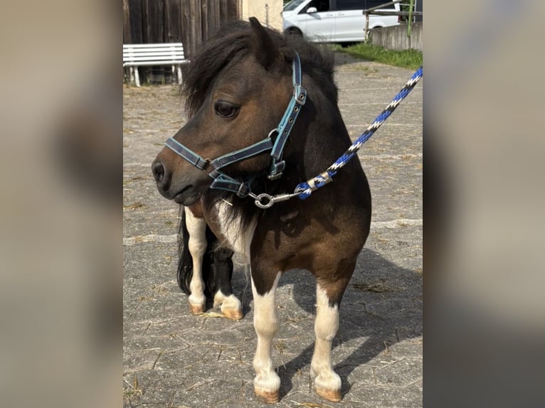 Mini pony Shetland Semental 14 años 70 cm Pío in Mitteleschenbach