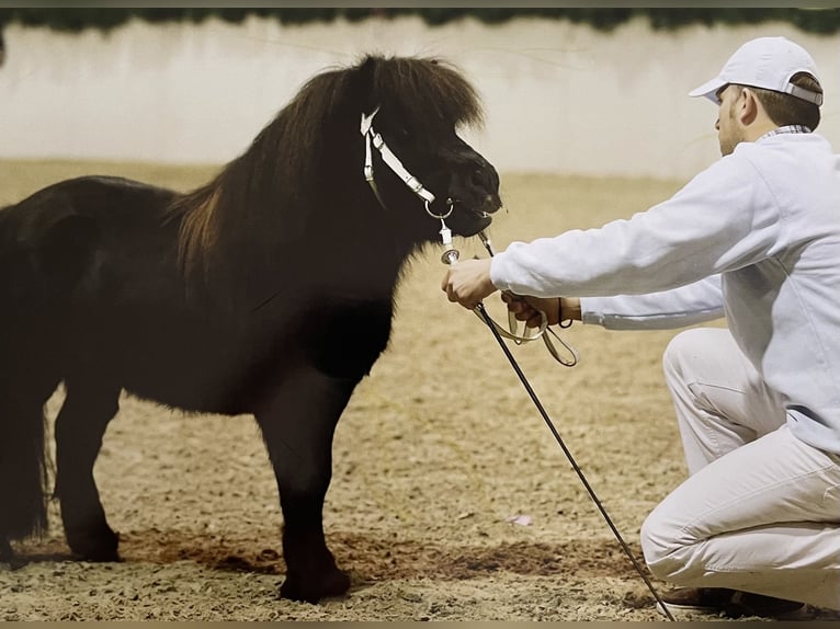 Mini pony Shetland Semental 14 años 73 cm Negro in Seedorf