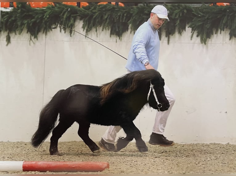 Mini pony Shetland Semental 14 años 73 cm Negro in Seedorf