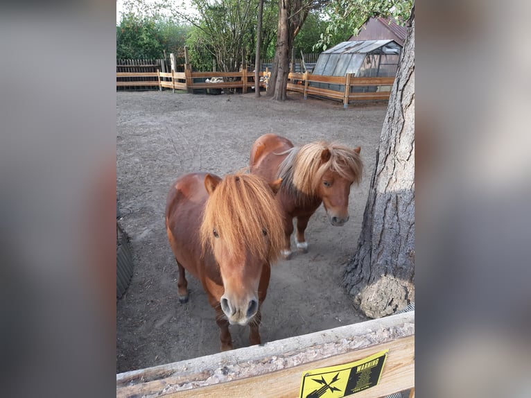Mini pony Shetland Semental 14 años 80 cm Alazán in Leipzig