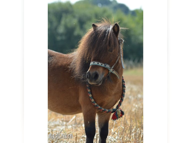 Mini pony Shetland Semental 14 años 87 cm Atigrado/Moteado in Leverkusen