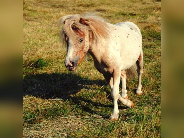Mini pony Shetland Semental 14 años 87 cm Atigrado/Moteado in Leverkusen