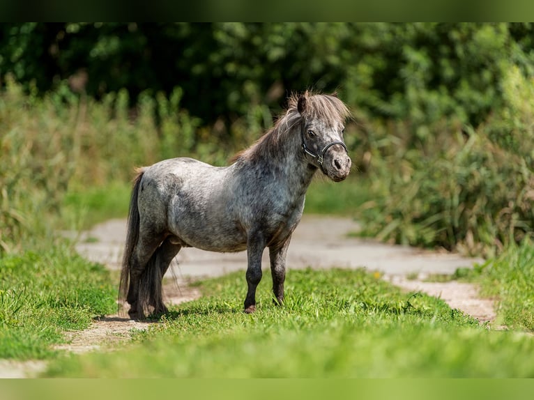 Mini pony Shetland Semental 17 años 66 cm Atigrado/Moteado in Augšdaugavas novads