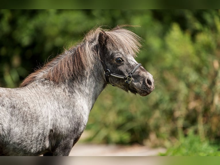 Mini pony Shetland Semental 17 años 66 cm Atigrado/Moteado in Augšdaugavas novads