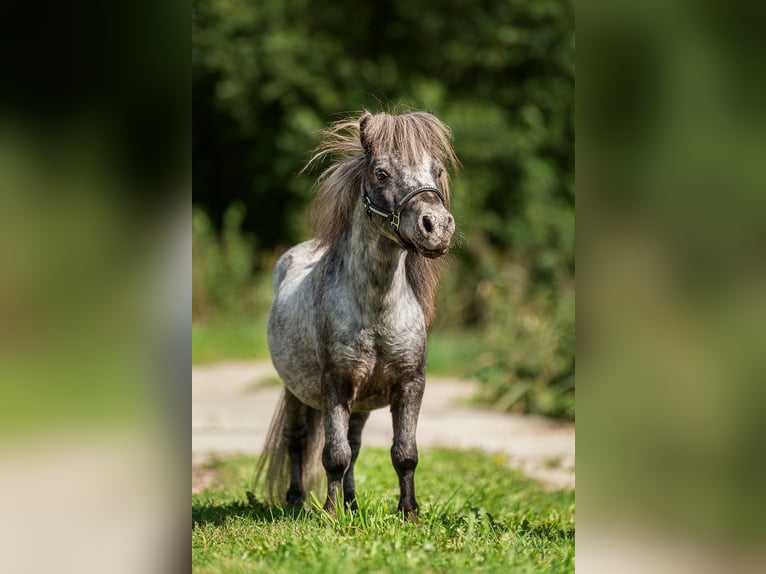 Mini pony Shetland Semental 17 años 66 cm Atigrado/Moteado in Augšdaugavas novads