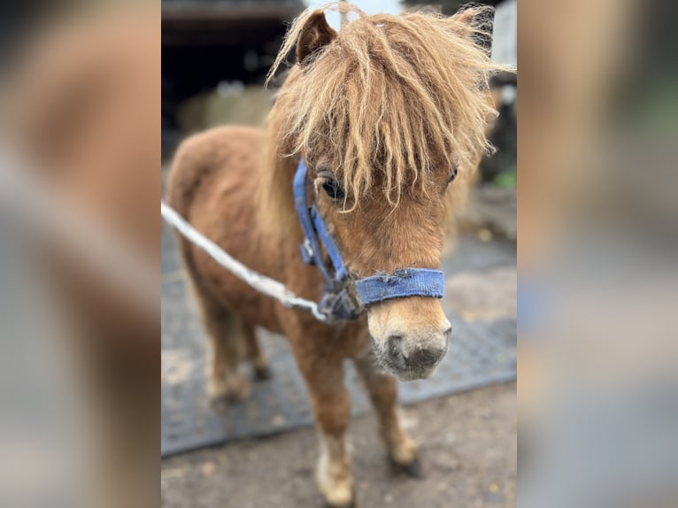 Mini pony Shetland Semental 1 año 170 cm Alazán in Norderstedt