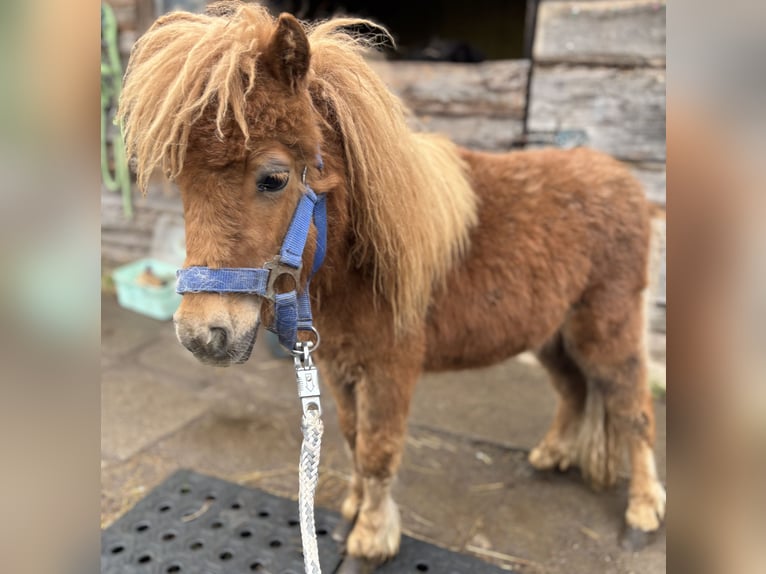 Mini pony Shetland Semental 1 año 170 cm Alazán in Norderstedt