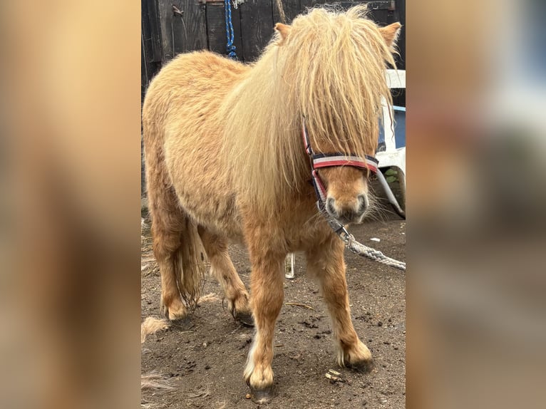 Mini pony Shetland Semental 1 año 170 cm Alazán in Norderstedt