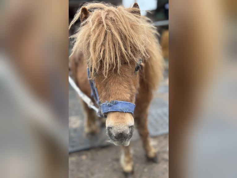 Mini pony Shetland Semental 1 año 170 cm Alazán in Norderstedt