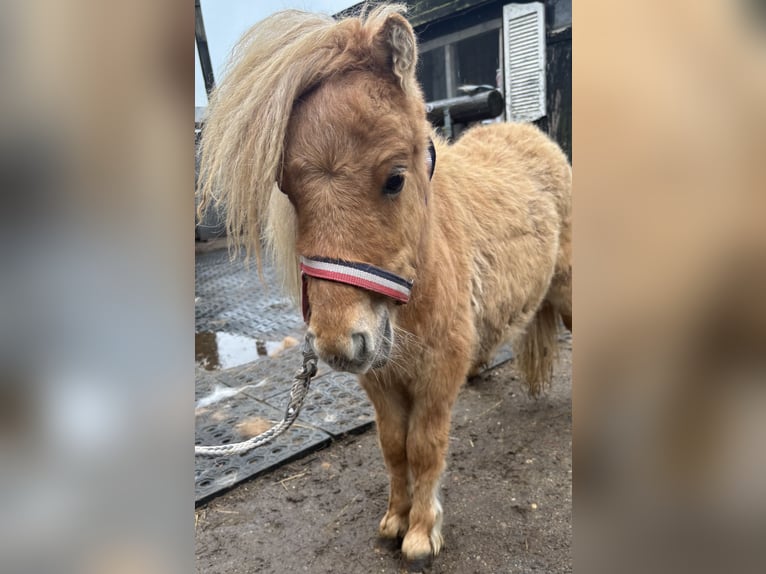 Mini pony Shetland Semental 1 año 170 cm Alazán in Norderstedt