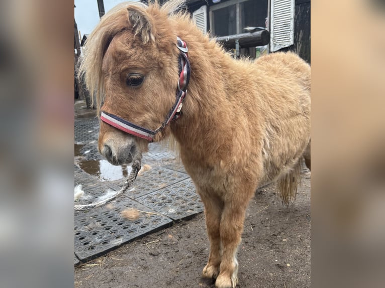 Mini pony Shetland Semental 1 año 170 cm Alazán in Norderstedt
