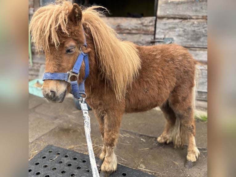 Mini pony Shetland Semental 1 año 170 cm Alazán in Norderstedt