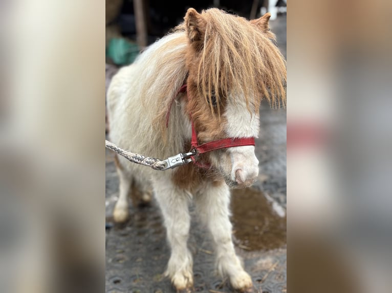 Mini pony Shetland Semental 1 año 170 cm Alazán in Norderstedt