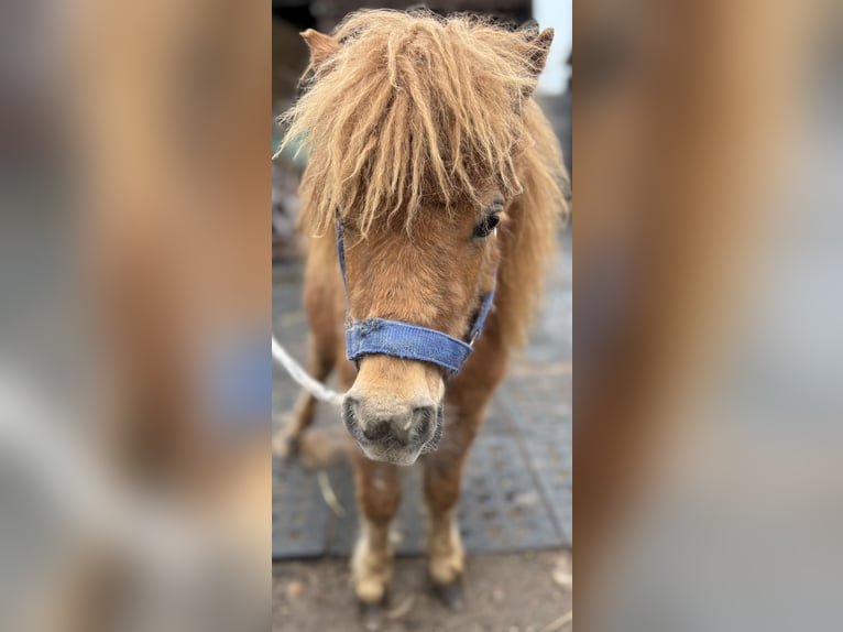Mini pony Shetland Semental 1 año 170 cm Alazán in Norderstedt
