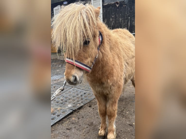 Mini pony Shetland Semental 1 año 170 cm Alazán in Norderstedt