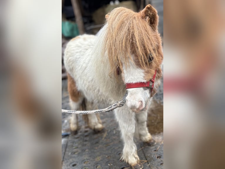 Mini pony Shetland Semental 1 año 170 cm Alazán in Norderstedt