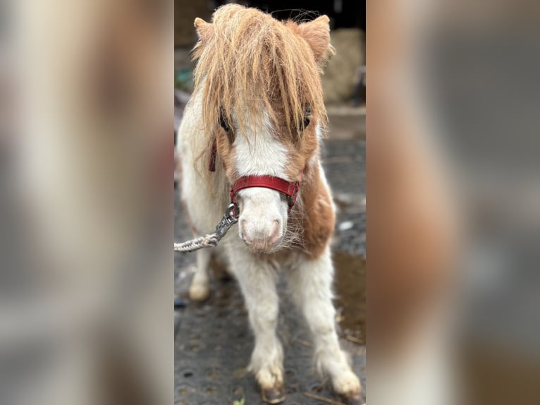 Mini pony Shetland Semental 1 año 170 cm Alazán in Norderstedt