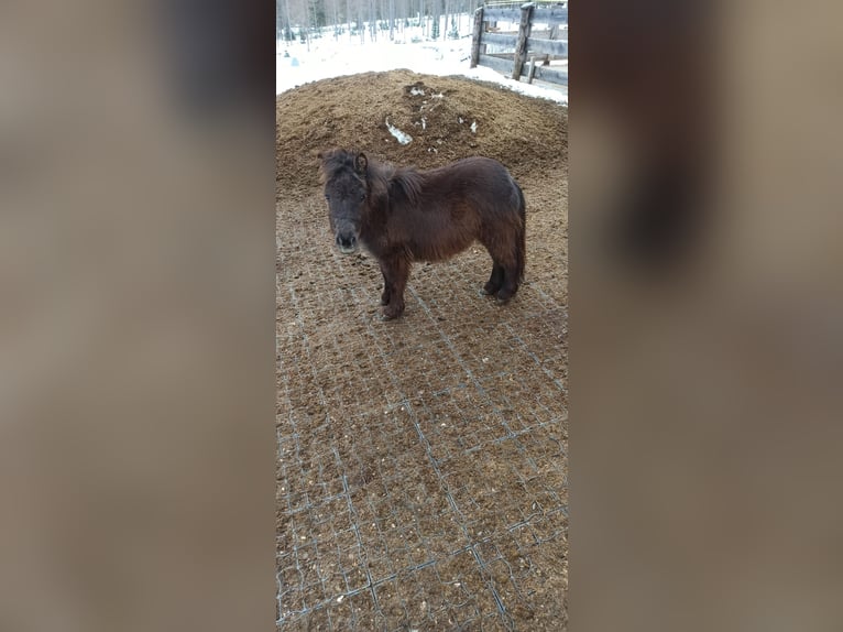 Mini pony Shetland Semental 1 año 70 cm Castaño oscuro in Longiaru