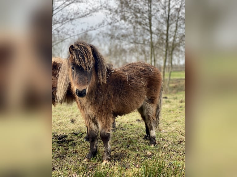 Mini pony Shetland Semental 1 año 70 cm Castaño oscuro in Berne