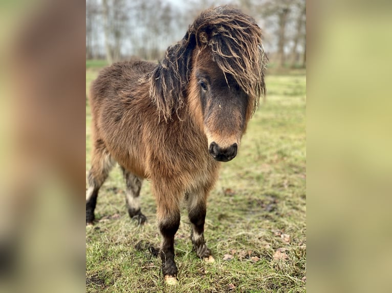 Mini pony Shetland Semental 1 año 70 cm Castaño oscuro in Berne