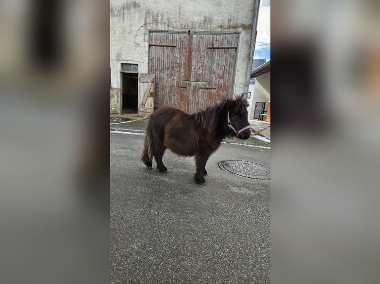 Mini pony Shetland Semental 1 año 70 cm Negro in Westerheim