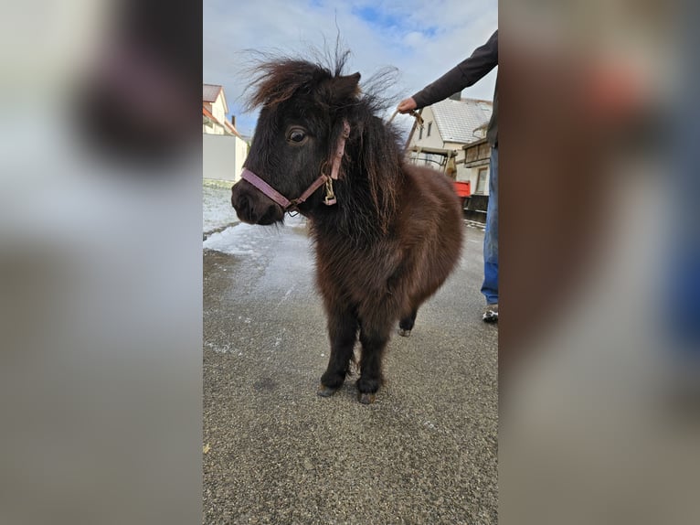 Mini pony Shetland Semental 1 año 70 cm Negro in Westerheim