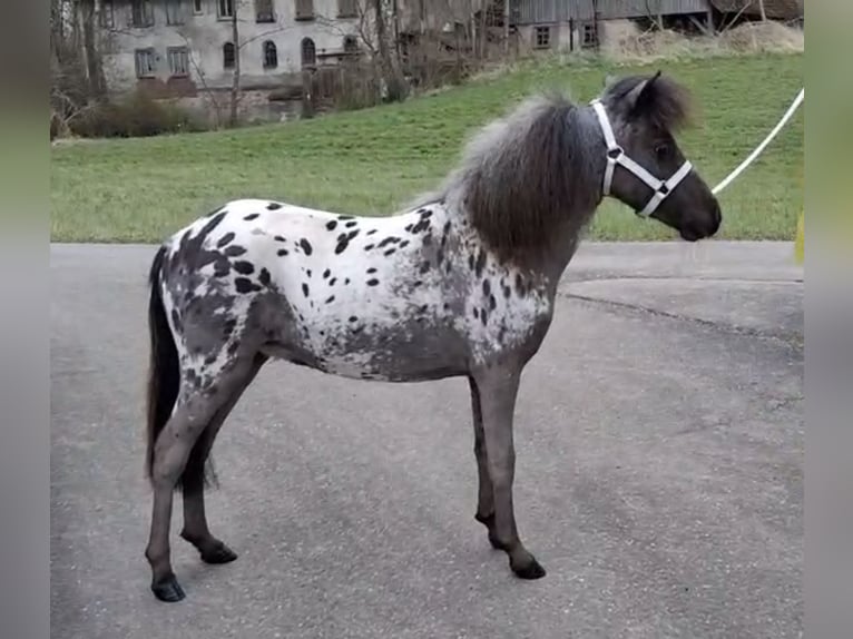 Mini pony Shetland Semental 1 año 77 cm Atigrado/Moteado in Schemmerhofen
