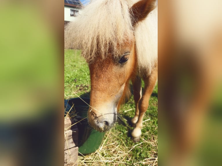 Mini pony Shetland Semental 1 año 80 cm Alazán in Schwenda