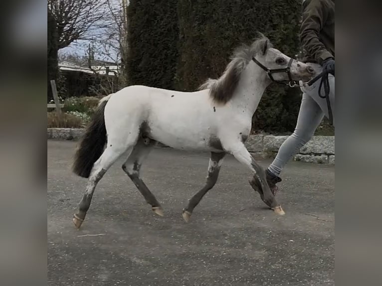 Mini pony Shetland Semental 1 año 80 cm Atigrado/Moteado in Schemmerhofen