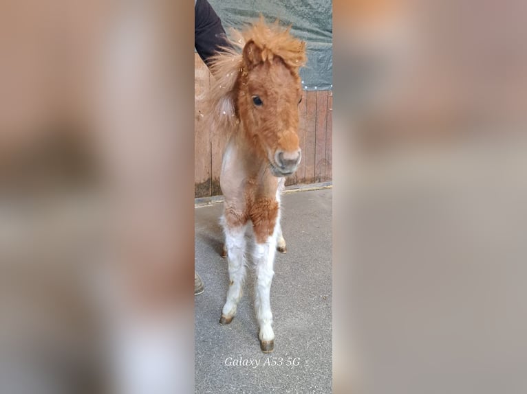 Mini pony Shetland Semental 1 año 80 cm in Achenkirch