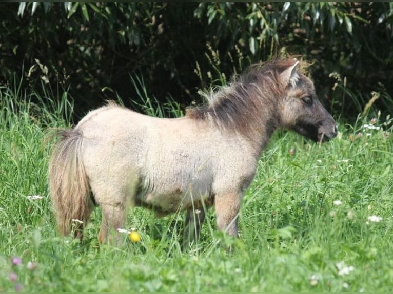 Mini pony Shetland Semental 1 año 82 cm Bayo in Haigerloch