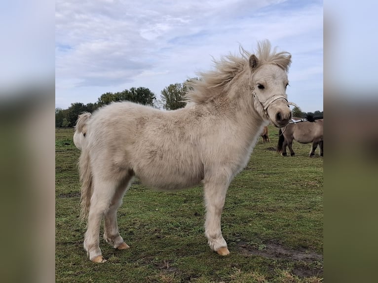 Mini pony Shetland Semental 1 año 83 cm Pío in Bergholz-Rehbrücke