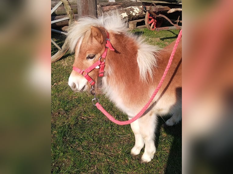 Mini pony Shetland Semental 1 año 84 cm Alazán in Seyring