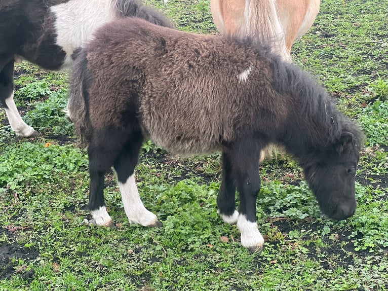 Mini pony Shetland Semental 1 año 85 cm Negro in Günzburg