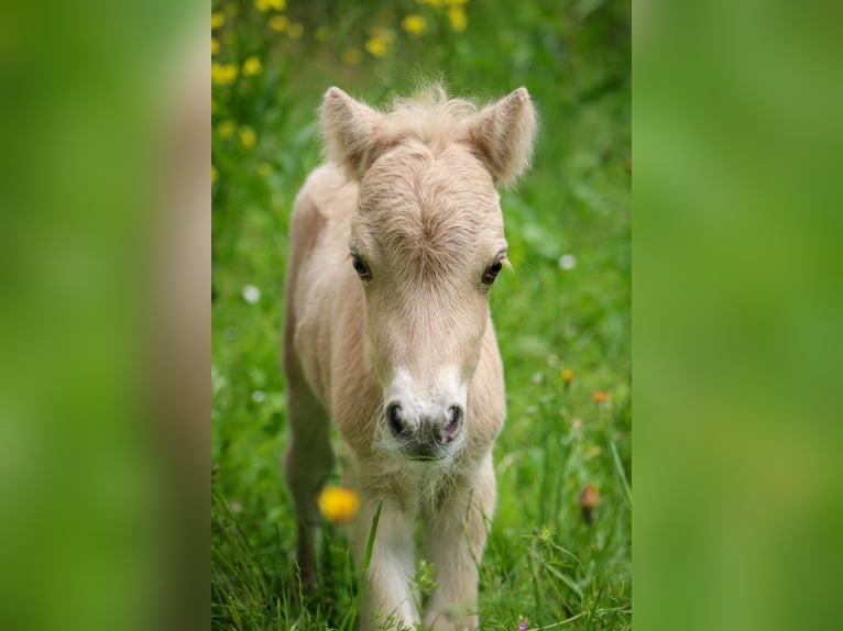 Mini pony Shetland Semental 1 año 85 cm Palomino in Mülheim-Kärlich