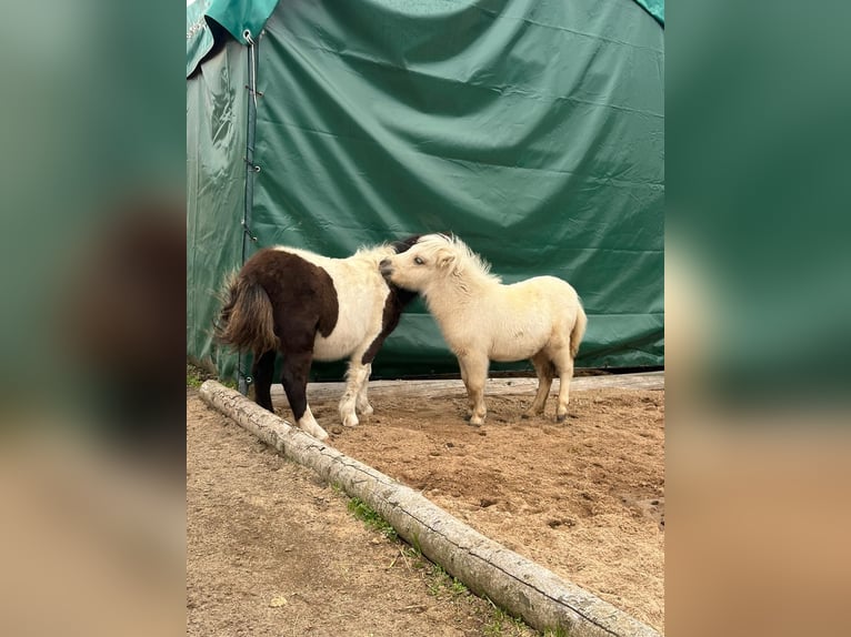 Mini pony Shetland Semental 1 año 85 cm Palomino in Mülheim-Kärlich